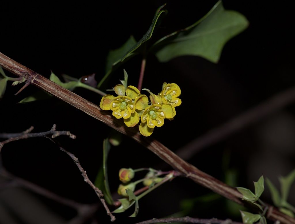 Agarita (Berberis trifoliolata)