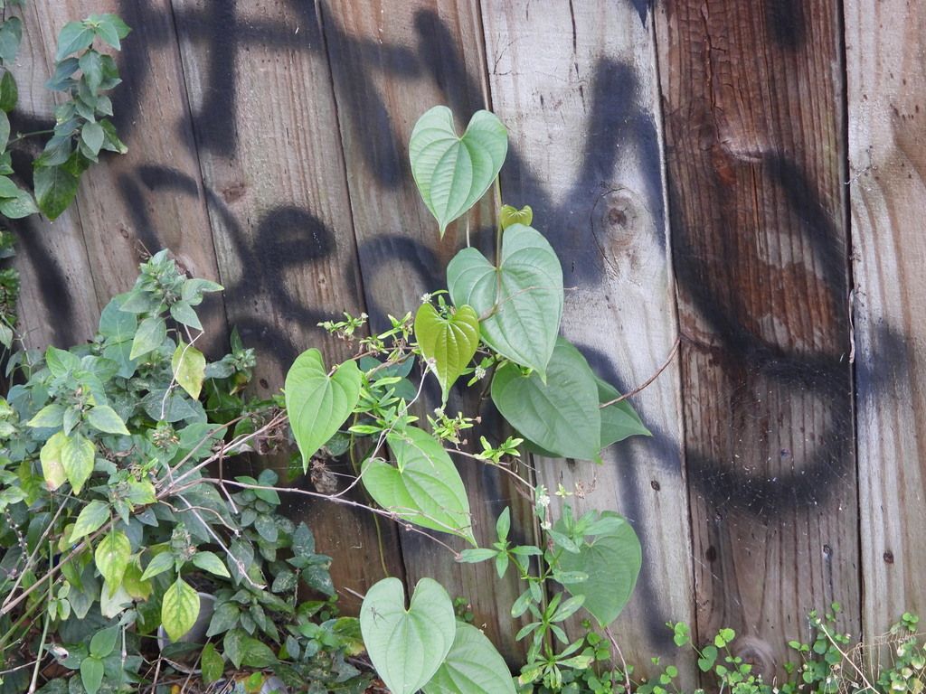 Air potato (Dioscorea bulbifera)