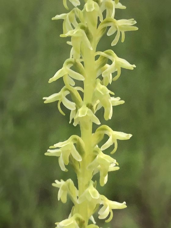 Alaska rein orchid (Platanthera unalascensis)