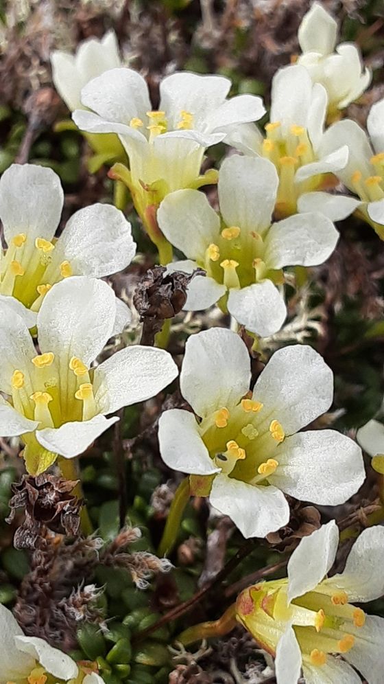 Alaskan pincushion plant (Diapensia obovata)