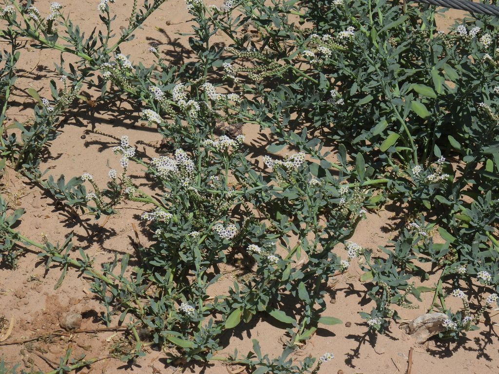 Alkali heliotrope (Heliotropium curassavicum)