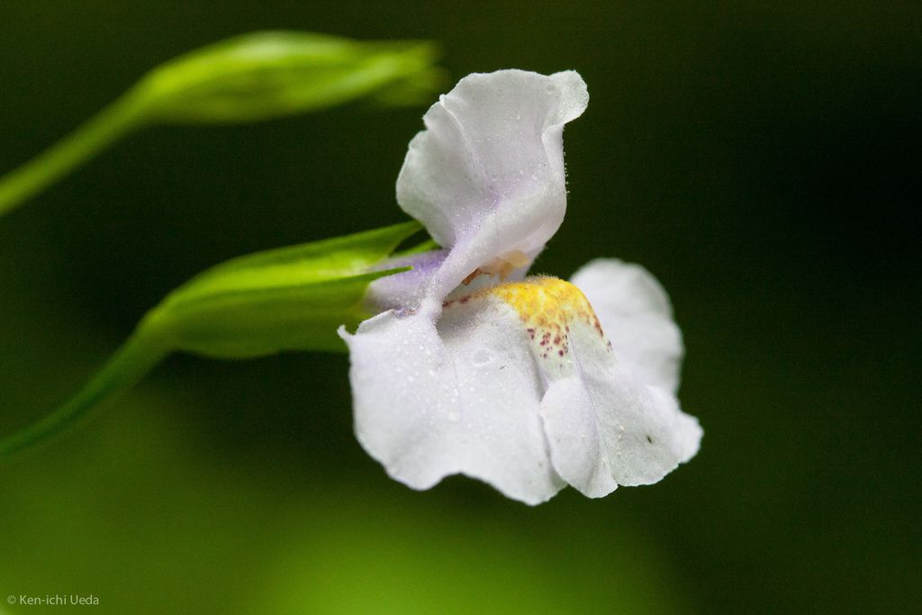 Allegheny monkeyflower (Mimulus ringens)