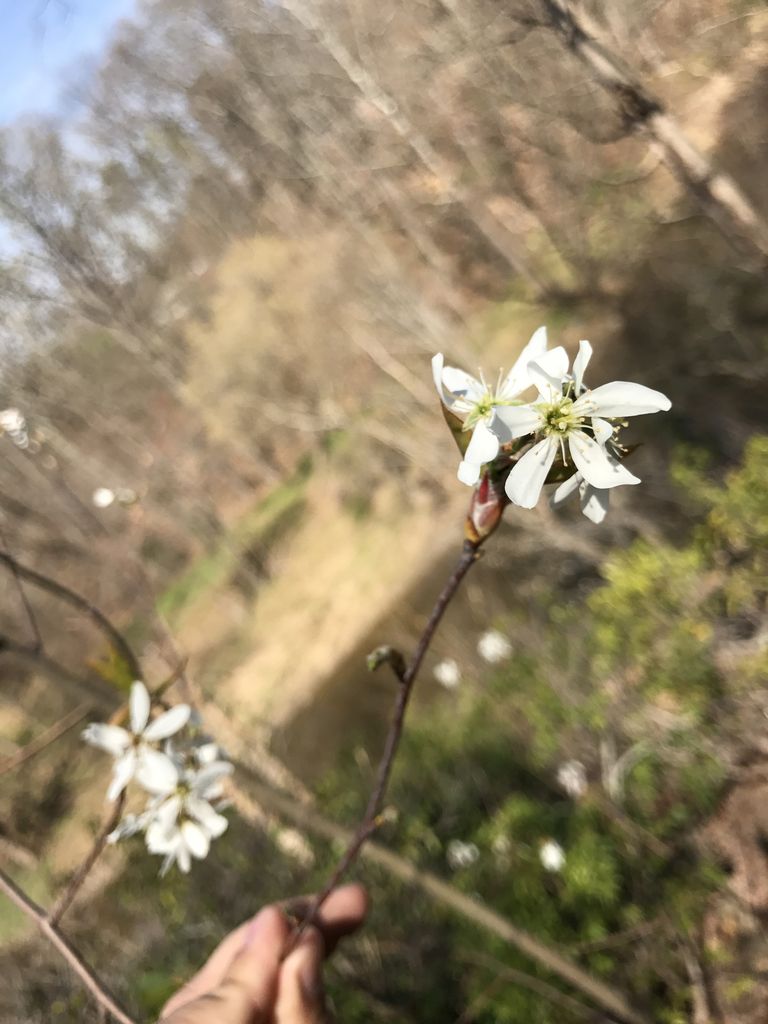 Allegheny serviceberry (Amelanchier laevis)