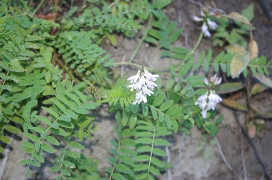 Alpine milkvetch (Astragalus alpinus)