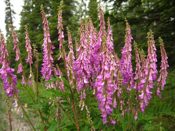 Alpine sweet-vetch (Hedysarum alpinum)