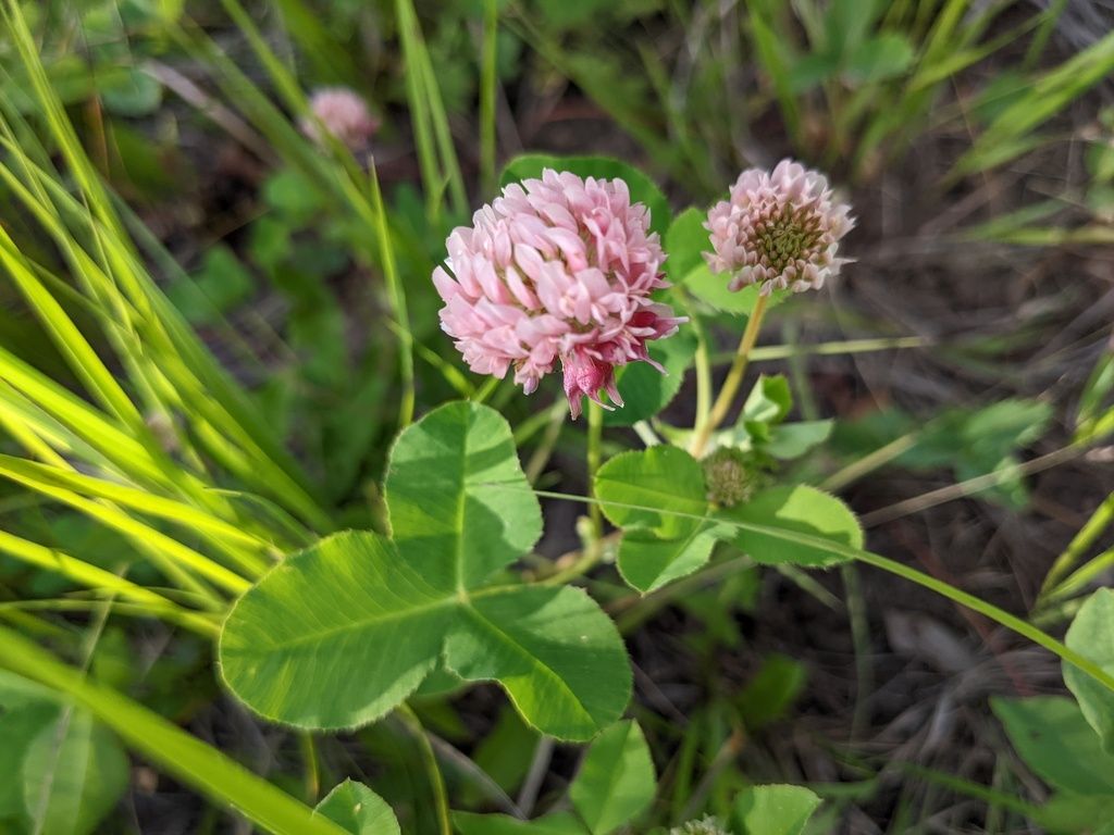 Alsike clover (Trifolium hybridum)