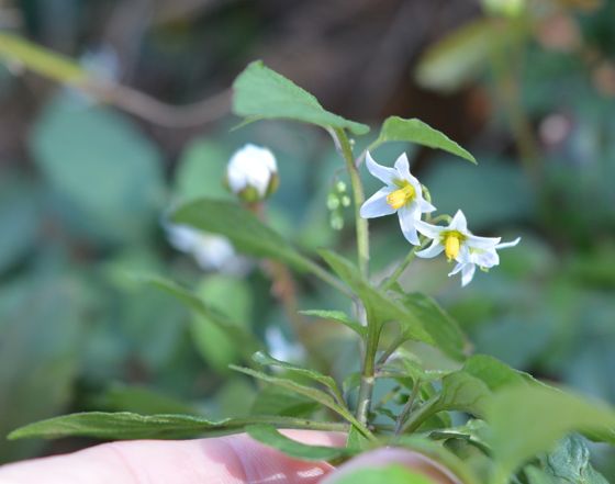 American black nightshade (Solanum americanum)