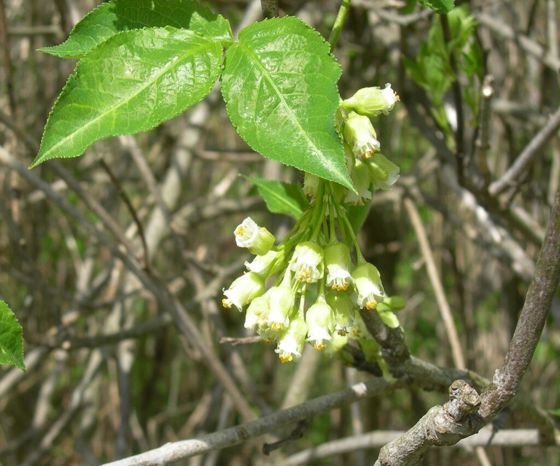 American bladdernut (Staphylea trifolia)