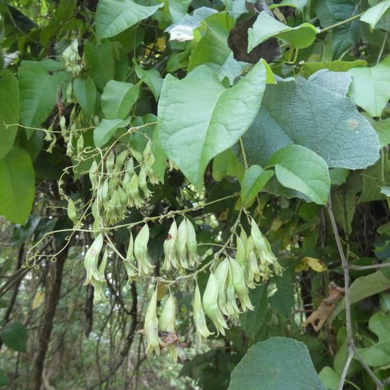American buckwheat vine (Brunnichia ovata)