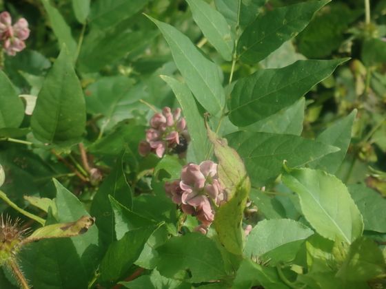 American groundnut (Apios americana)