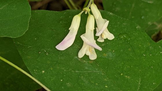 American hog-peanut (Amphicarpaea bracteata)