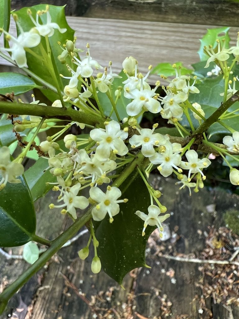 American holly (Ilex opaca)