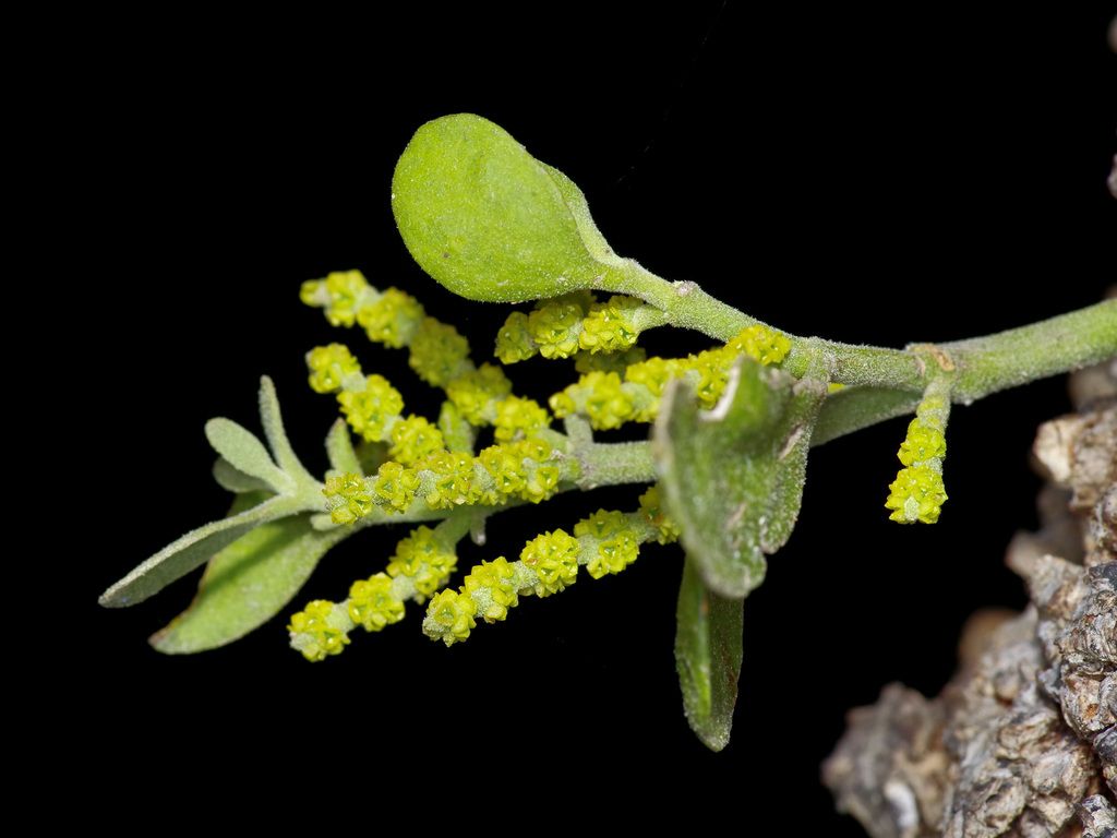 American mistletoe (Phoradendron leucarpum)