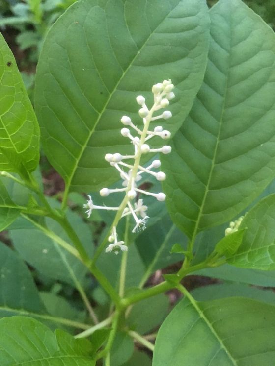 American pokeweed (Phytolacca americana)