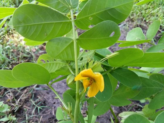 American sicklepod (Senna obtusifolia)