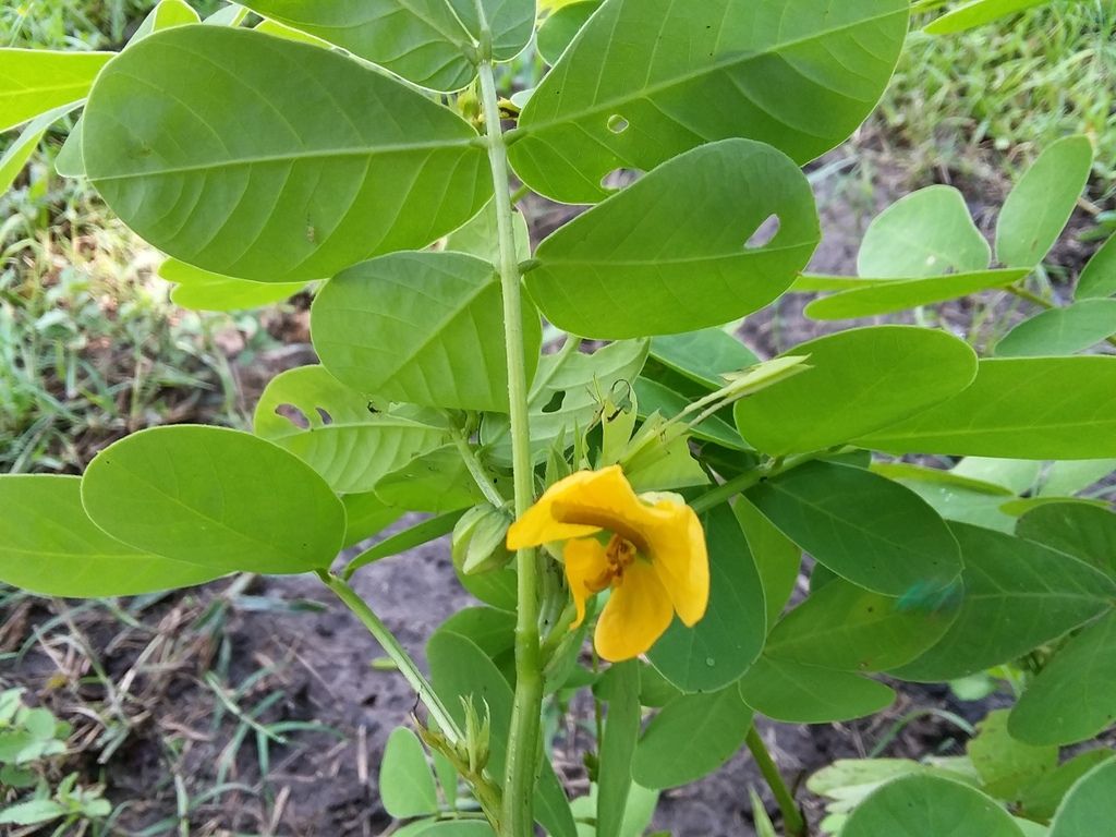 American sicklepod (Senna obtusifolia)
