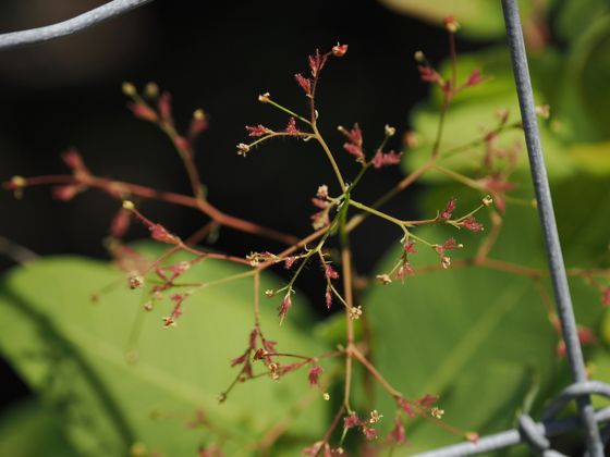 American smoketree (Cotinus obovatus)