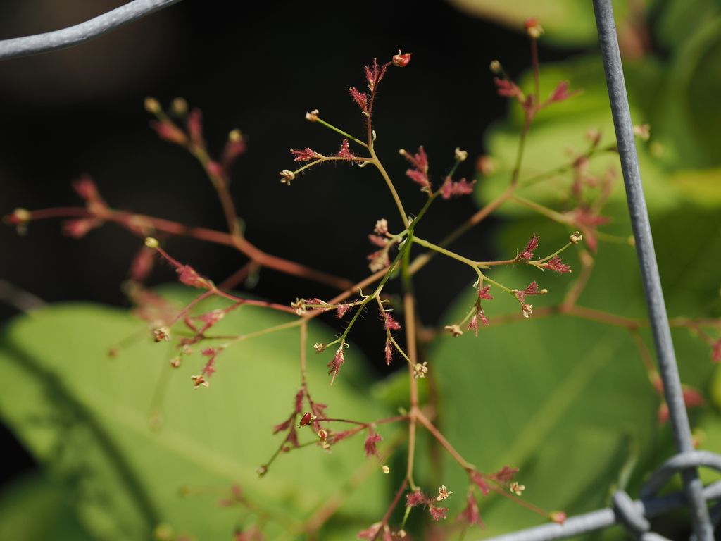 American smoketree (Cotinus obovatus)