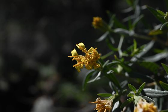 American threefold (Trixis californica)