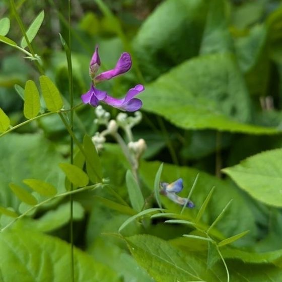 American vetch (Vicia americana)