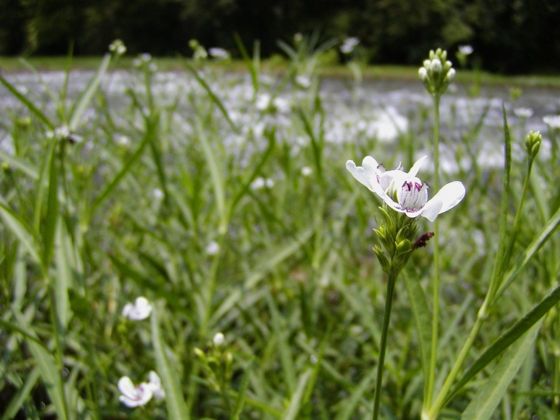 American water-willow (Justicia americana)