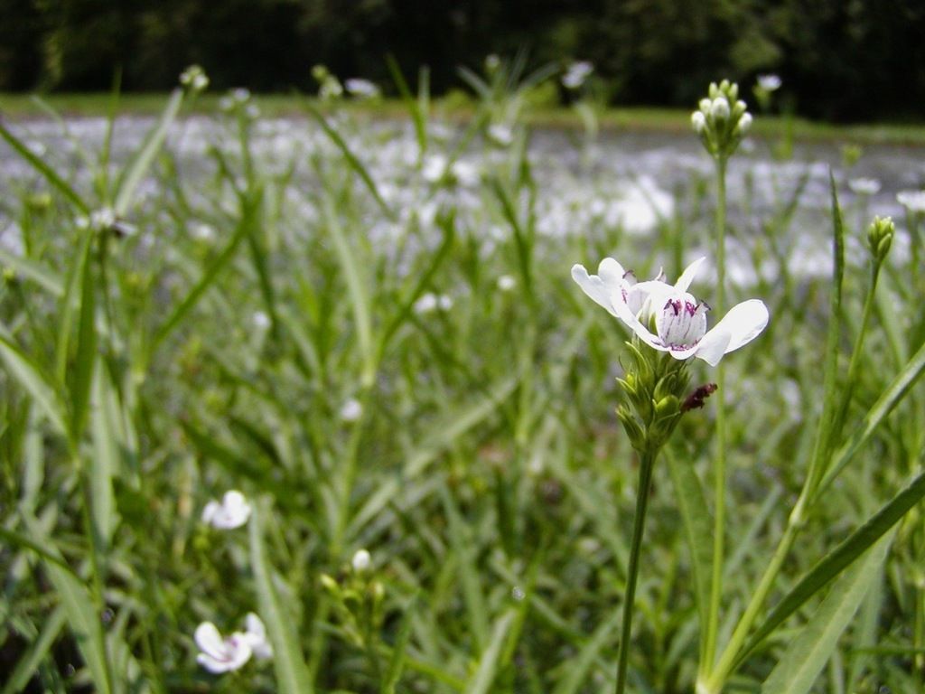 American water-willow (Justicia americana)