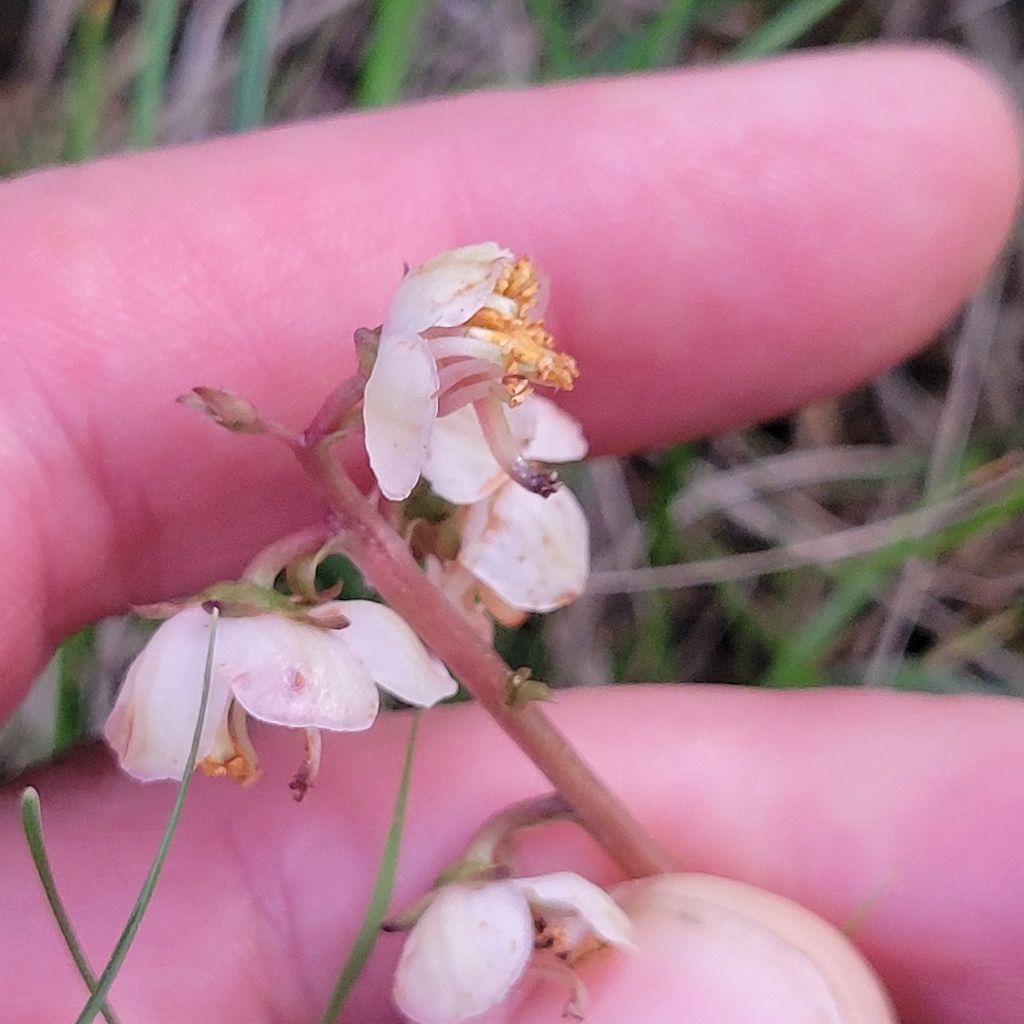 American wintergreen (Pyrola americana)