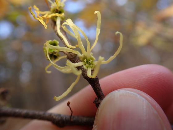 American witch-hazel (Hamamelis virginiana)