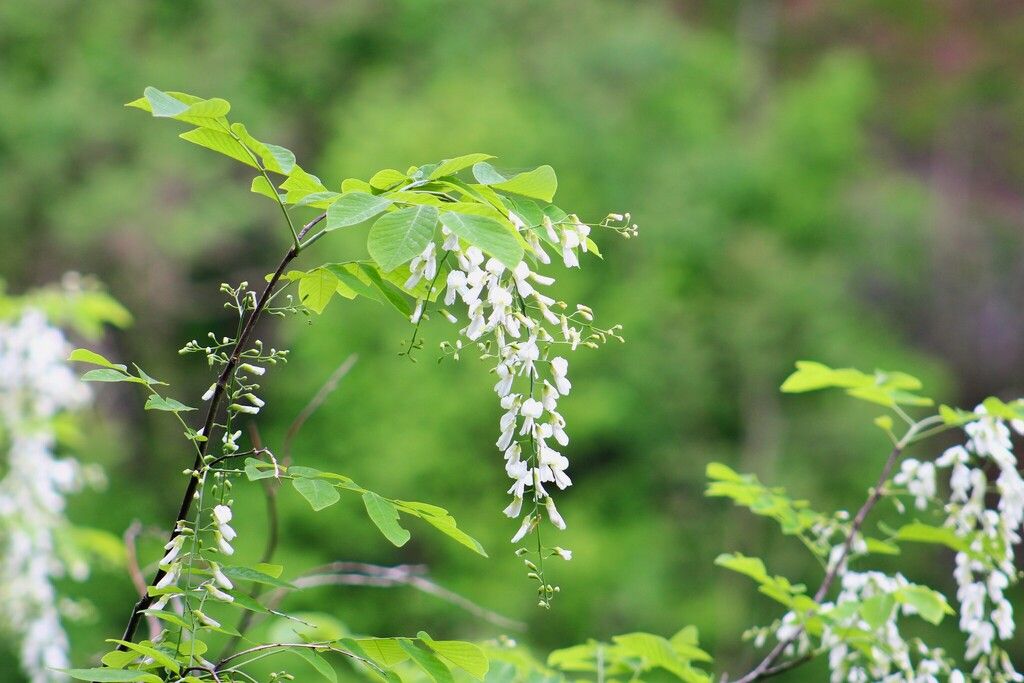 American yellowwood (Cladrastis kentukea)