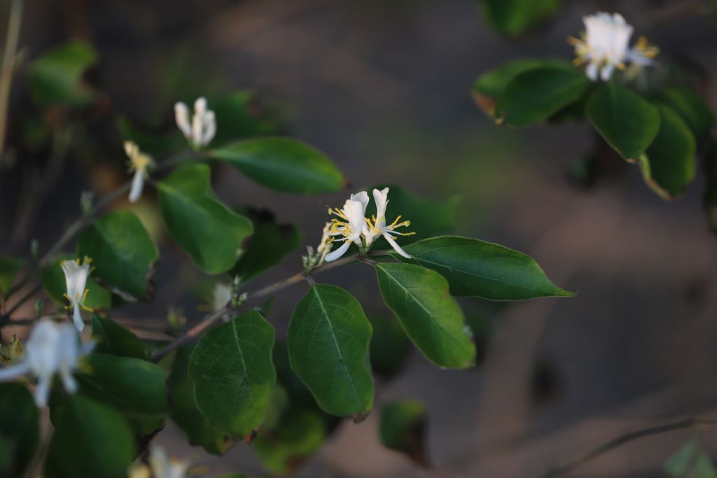 Amur honeysuckle (Lonicera maackii)