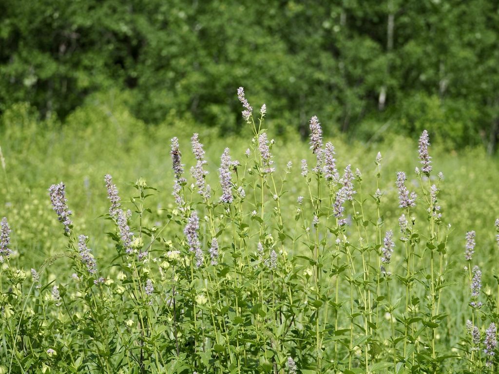 Anise hyssop (Agastache foeniculum)