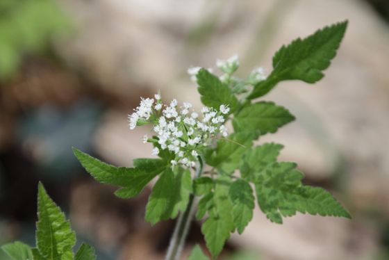Aniseroot (Osmorhiza longistylis)