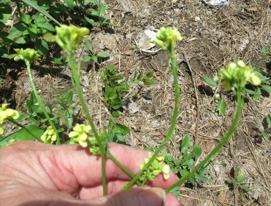 Annual bastard cabbage (Rapistrum rugosum)