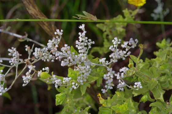 Annual buckwheat (Eriogonum annuum)