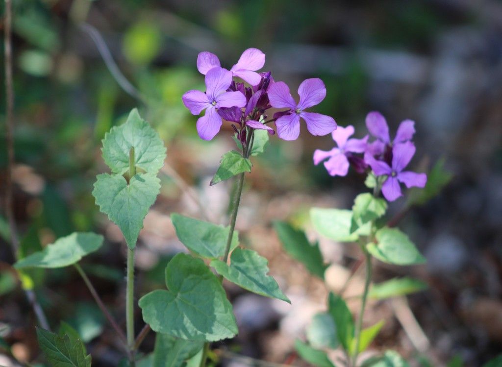 Annual honesty (Lunaria annua)