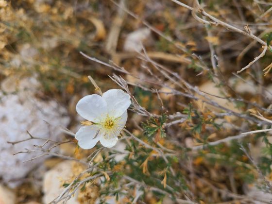 Apache plume (Fallugia paradoxa)