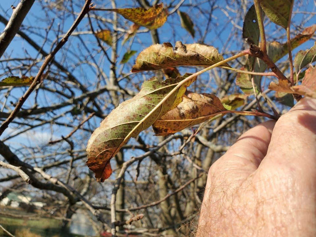 Apple (Malus domestica)