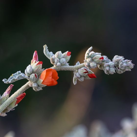Apricot globemallow (Sphaeralcea ambigua)