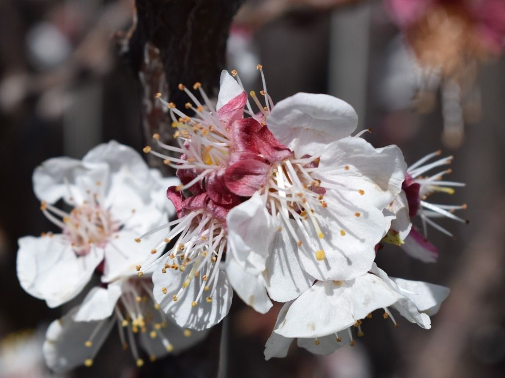 Apricot (Prunus armeniaca)