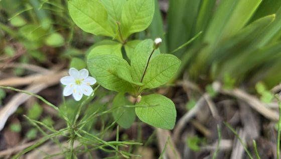 Arctic starflower (Lysimachia europaea)