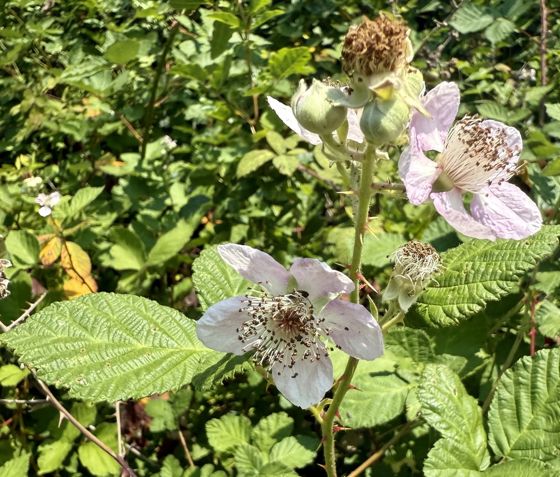Armenian blackberry (Rubus armeniacus)