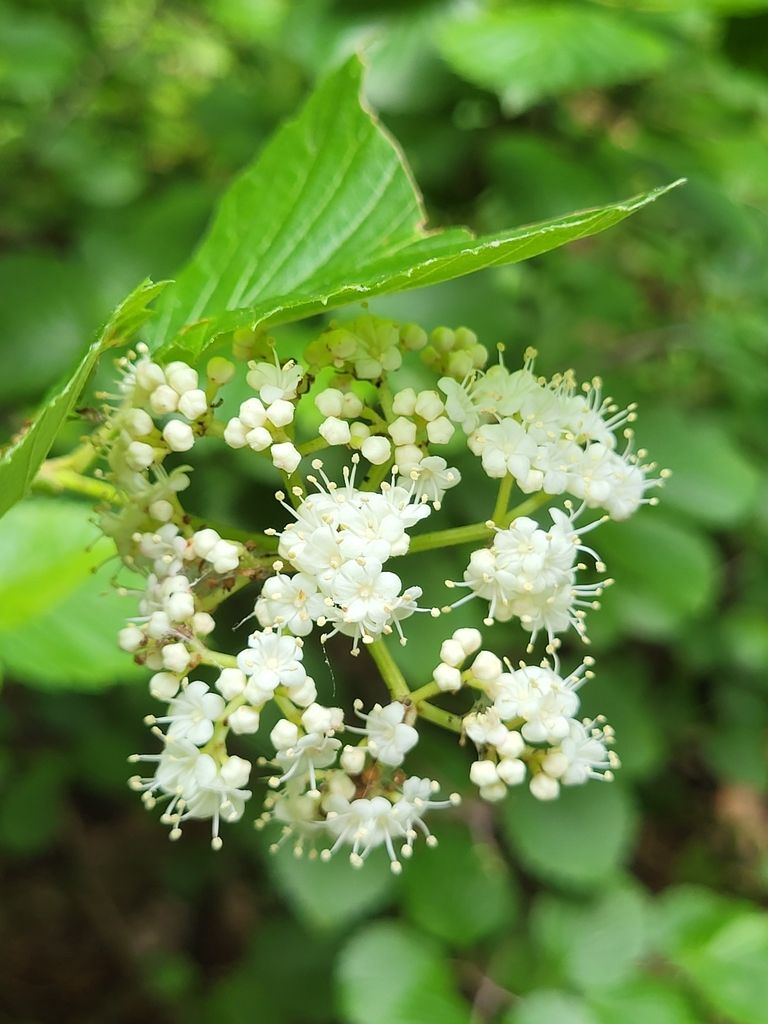 Arrowwood viburnum (Viburnum dentatum)