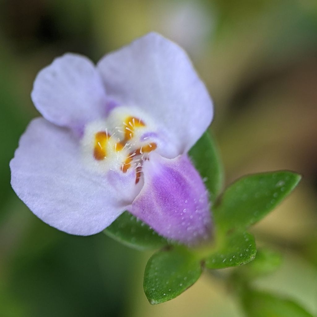 Asian mazus (Mazus pumilus)