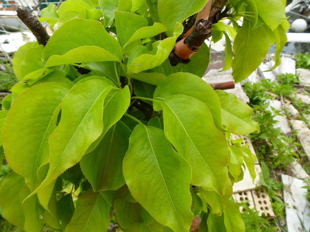 Asian pear (Pyrus pyrifolia)