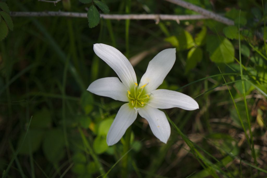 Atamasco lily (Zephyranthes atamasco)