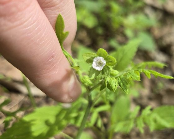 Aunt lucy (Ellisia nyctelea)