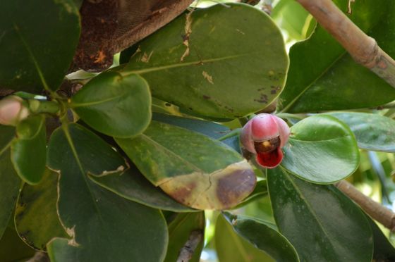 Autograph tree (Clusia rosea)