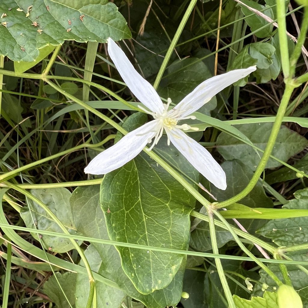 Autumn clematis (Clematis terniflora)