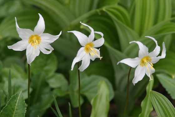 Avalanche lily (Erythronium montanum)