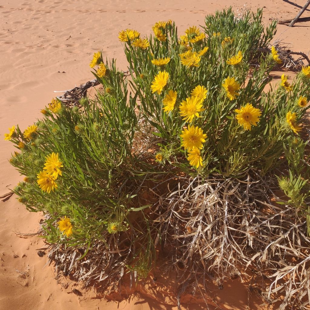 Badlands mule-ears (Scabrethia scabra)
